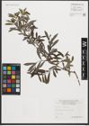 Foto von Salix purpurea L.
